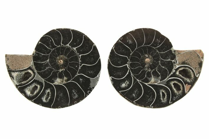 Black, Cut & Polished, Ammonite Fossils - 1 1/4 to 1 1/2" Size - Photo 1